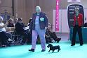 Crufts_dachshunds 020